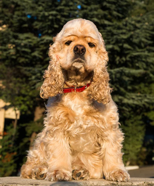 Amerikanischer Cockerspaniel — Stockfoto