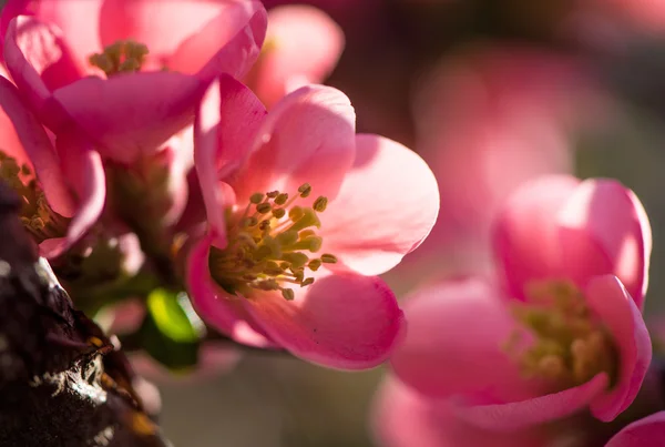 春にピンクの花の咲く木 — ストック写真