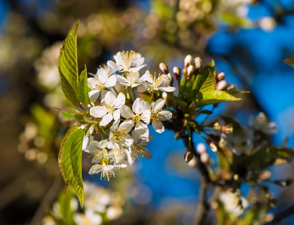 Blooming tree with white flowers in spring — Stock Photo, Image