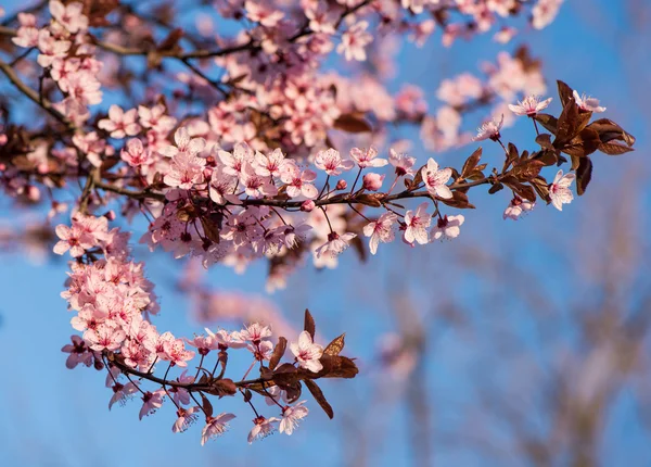 Bloeiende boom met roze bloemen in de lente — Stockfoto