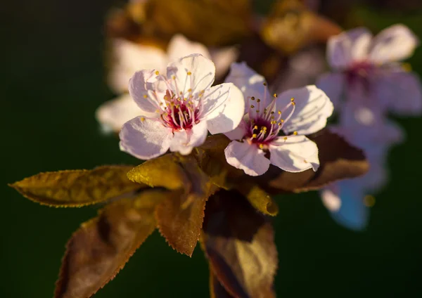 Blooming tree with pink flowers in spring — Stock Photo, Image