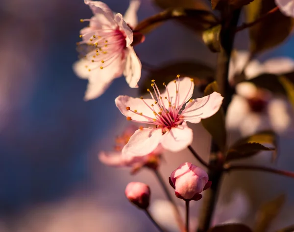 春にピンクの花の咲く木 — ストック写真