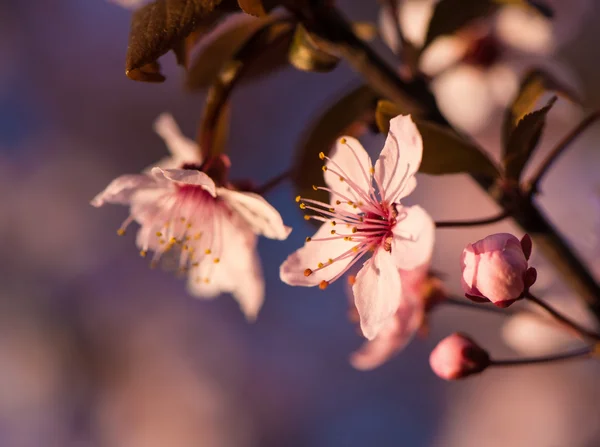 春にピンクの花の咲く木 — ストック写真