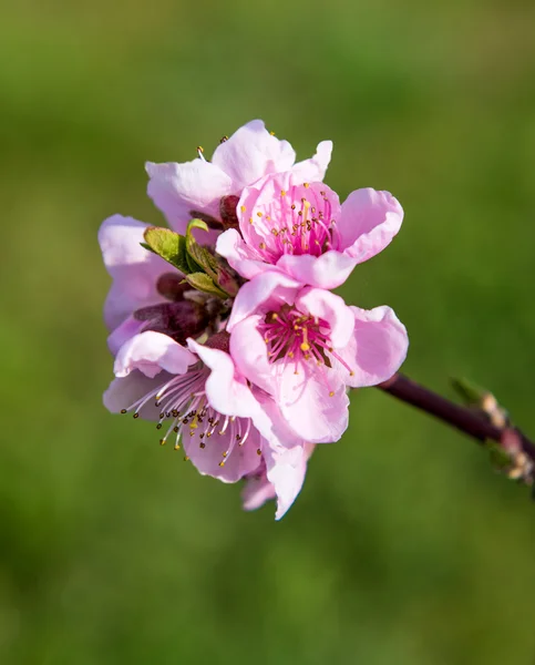 Blooming tree with pink flowers in spring — Stock Photo, Image