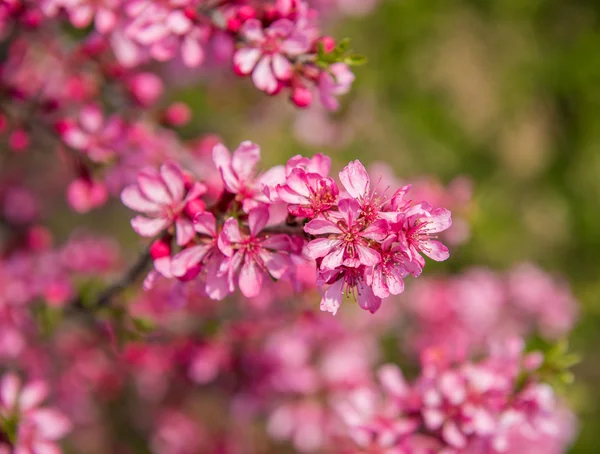 Blooming tree with pink flowers in spring — Stock Photo, Image