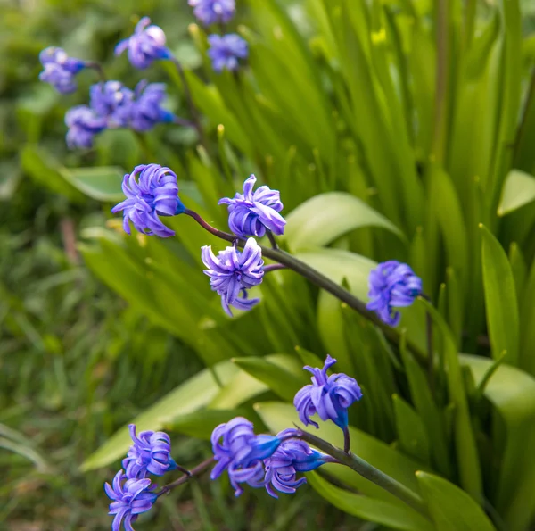Μπλε λουλούδια στη φύση — Φωτογραφία Αρχείου