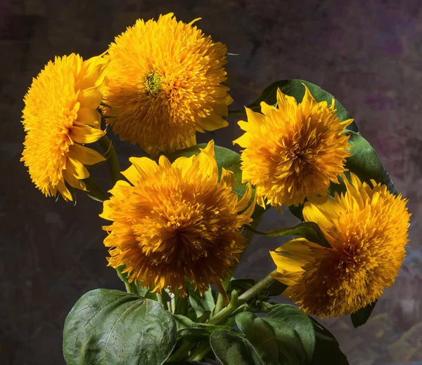 Mooie zonnebloemen — Stockfoto