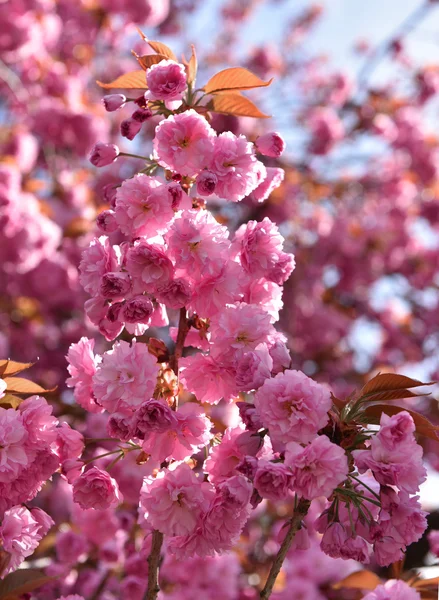 Sakura — Stock Photo, Image