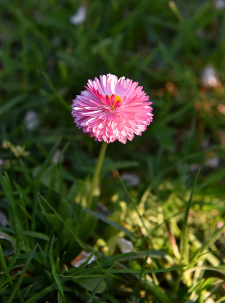 Mooie roze Lentebloemen — Stockfoto