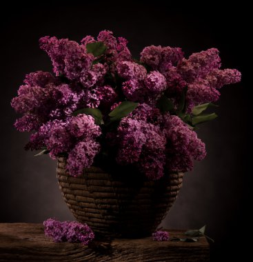 Leylak sepeti çiçek açan dalları