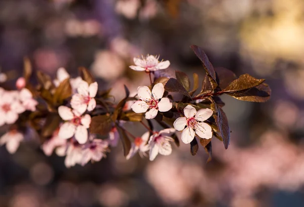 Blooming tree with pink flowers — Stock Photo, Image