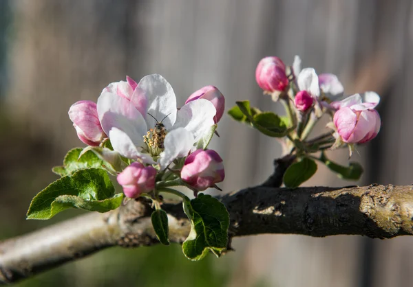 Árvore florescente com flores rosa — Fotografia de Stock