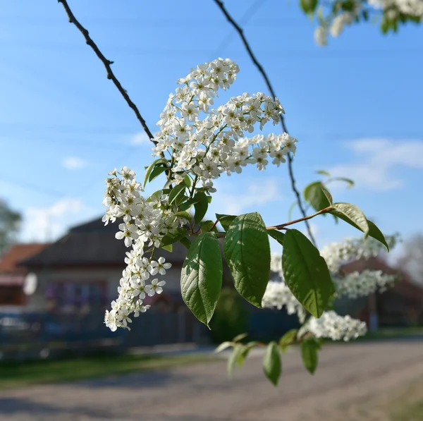 Blooming tree with white flowers — Stock Photo, Image