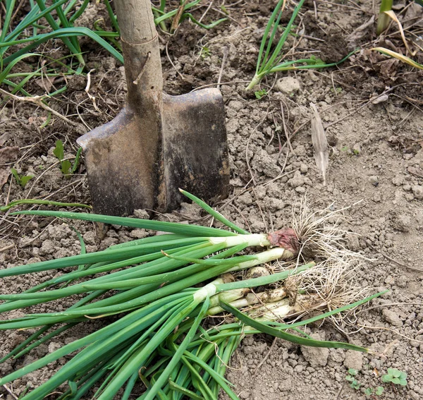 Demet taze yeşil soğan kesmek — Stok fotoğraf