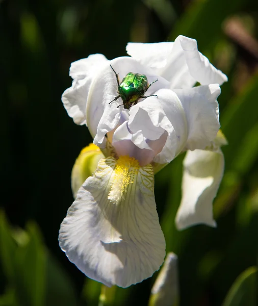 Green beetle — Stock Photo, Image