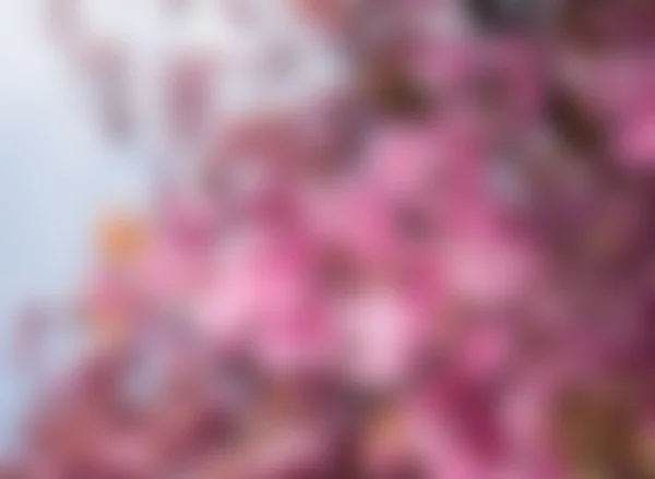 Abstraktní pozadí sakura třešňový květ květ — Stock fotografie