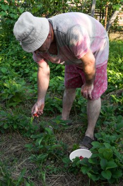 Çiftçi kadar çilek toplama 