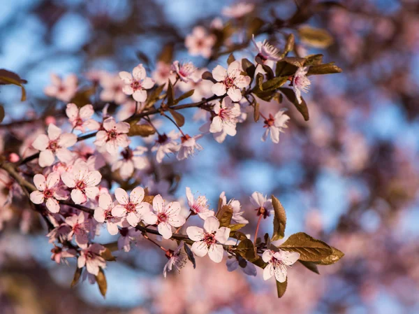 Bloeiende boom met roze bloemen — Stockfoto