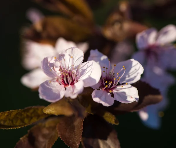 Цветущее дерево с розовыми цветами — стоковое фото