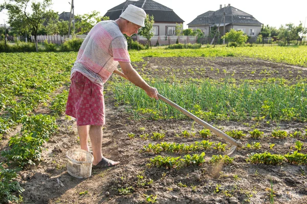Poor farmer hoeing vegetable garden — Stock Photo, Image