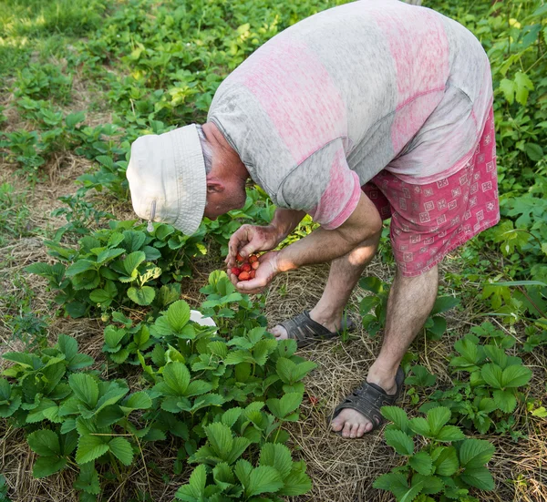 Fermier ramassant des fraises — Photo