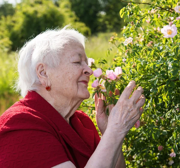 Alte Frau riecht Gartenrosen — Stockfoto