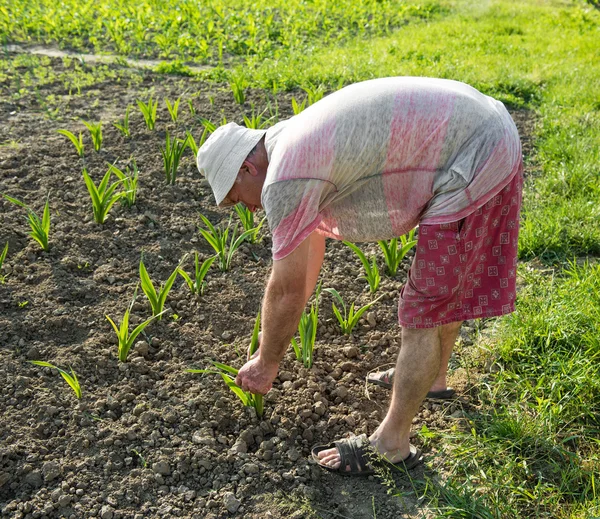 Farmer hoeing vegetable garden — Stock Photo, Image