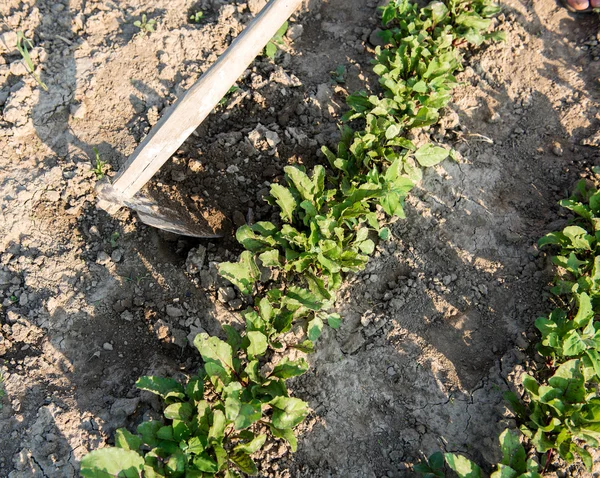 Landwirt hackt Gemüsegarten — Stockfoto