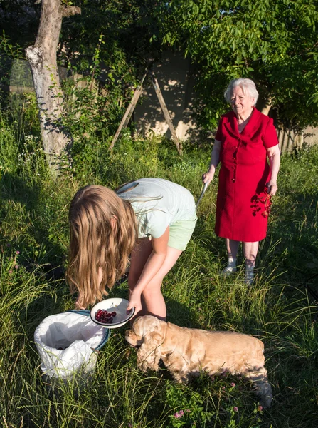 Sondotter och barnbarn skörd cherry — Stockfoto