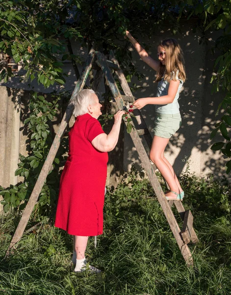 Granddaughter and grandchild harvesting cherry — Stock Photo, Image