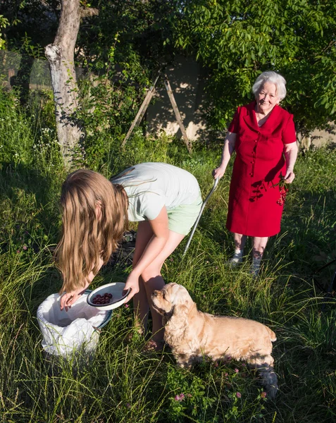 Granddaughter and grandchild harvesting cherry — Stock Photo, Image