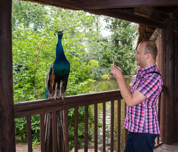Hombre tomando fotos de pavo real en el zoológico — Foto de Stock