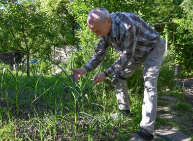 Baharda sebze bahçesiyle ilgilenen yaşlı bir adam, açık mavi gökyüzünün altında yetişen bitkilere özen ve ilgi gösteriyor.