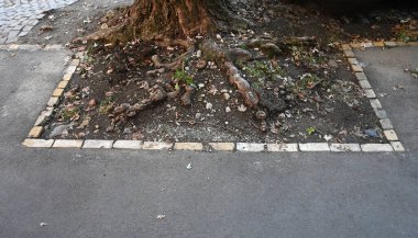 Ağacın kökleri bir şehir parkındaki kaldırımı aşıyor. Düşen yapraklar ve küçük taşlar üssün etrafına saçılmış.