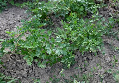 Canlı yeşil maydanoz bitkilerinin kuru ve çatlamış bir bahçe toprağında büyüdüğü gösteriliyor. Yapraklar düz yapraklı maydanozun karakteristik ve tırtıklı morfolojisini sergiliyor.