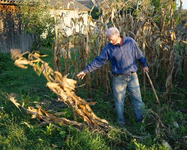 Agricultor en campo de maíz — Foto de Stock
