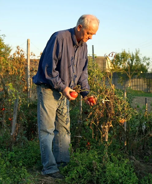 Uomo raccolta pomodori — Foto Stock