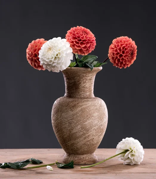 Dahlia flowers in vase — Stock Photo, Image