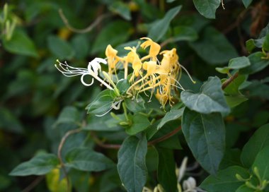 Bahçedeki yeşil yaprakların arasında sarı hanımeli çiçekleri. Bahar geldi ve çiçekler çeşitli böcekleri çekiyor.