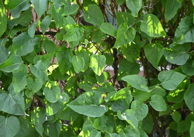 Yeşil yapraklar, arka bahçedeki ahşap bir çit boyunca yoğun bir şekilde büyür. Güneş ışığı yaprakların arasından parlar, yüzeyde gölgeler bırakır.
