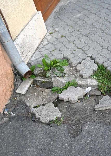 Kırık kaldırım, kırıklarla dolu bir bina duvarının yanında gün içinde büyüyen bitkiler.