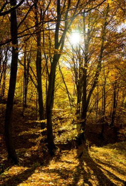 Dağlarda sonbahar manzarası