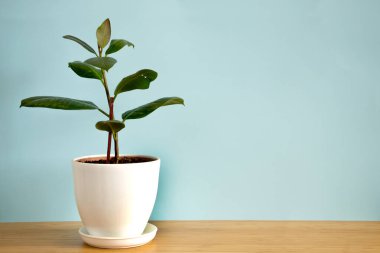 Ficus elastica isimli, mavi arkaplandaki kauçuk incirin fotokopi alanı trend çiçeğiyle afiş hazırla. Yaz bitkileri ve orman konsepti
