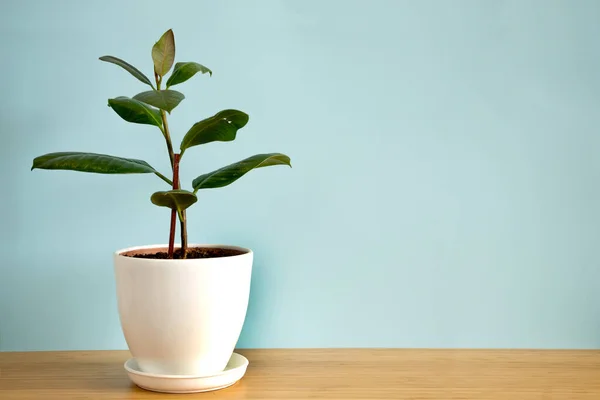 Mock up banner with copy space trending flower Ficus elastica, the rubber fig on blue background. Musim panas indoor tanaman dan perkotaan hutan konsep — Stok Foto