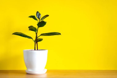 Ficus elastica 'nın, parlak sarı arkaplandaki kauçuk incirin fotokopi alanı trend çiçeğiyle afiş hazırla. Yaz bitkileri ve orman konsepti