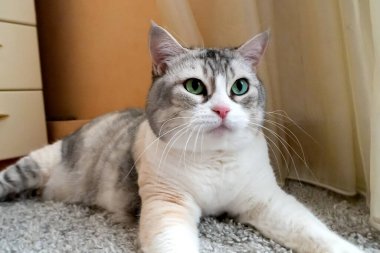 Sevimli İskoç kedisi kediler kedi gibi evcil