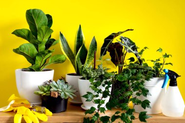 Ev içi bahçe bitkileri. Yılan bitkisi, sulu bitkiler, Ficus Pumila, Lyrata, Hedera helix, Alocasia sanderiana. Ev içi sarı arkaplanın şık botanik kompozisyonu