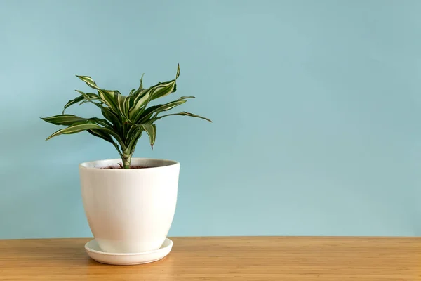 Mock up banner with copy space trending flower dracaena on blue background. Summer indoor plants and urban jungle concept