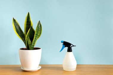 Sansevieria trifasciata bitkisinin mavi arka planda fotokopi alanı trend çiçeğiyle pankart yap. Yaz bitkileri ve orman konsepti