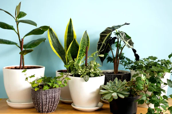 Plantas de jardim em casa. Coleção várias flores - Planta de cobra, suculentas, Ficus Pumila, lyrata, Hedera helix, Alocasia sanderiana. Composição de botânica elegante de casa interior azul fundo — Fotografia de Stock